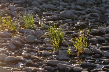 Gün batımında bir dağ nehrinin kıyısına bitki dikin.