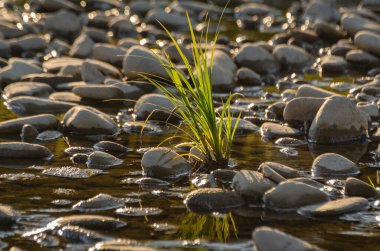 Gün batımında bir dağ nehrinin kıyısına bitki dikin.