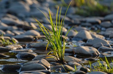 Gün batımında bir dağ nehrinin kıyısına bitki dikin.