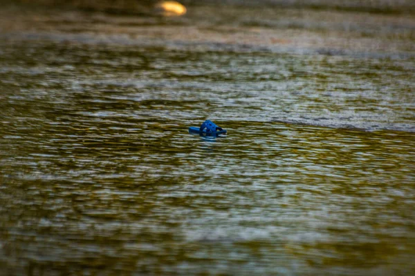 Rubber Slipper Floats River — Stock Photo, Image