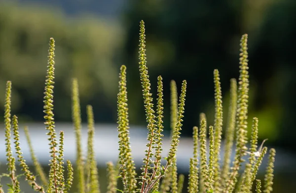 Plant Banks Mountain River Sunset — Stock Photo, Image