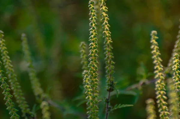 Gün batımında bir dağ nehrinin kıyısına bitki dikin.