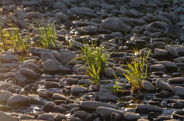 Gün batımında bir dağ nehrinin kıyısına bitki dikin.