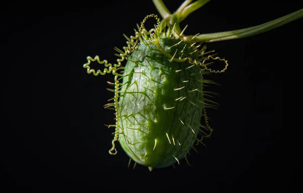 Planta Selvagem Echinocystis Macrofotografia — Fotografia de Stock