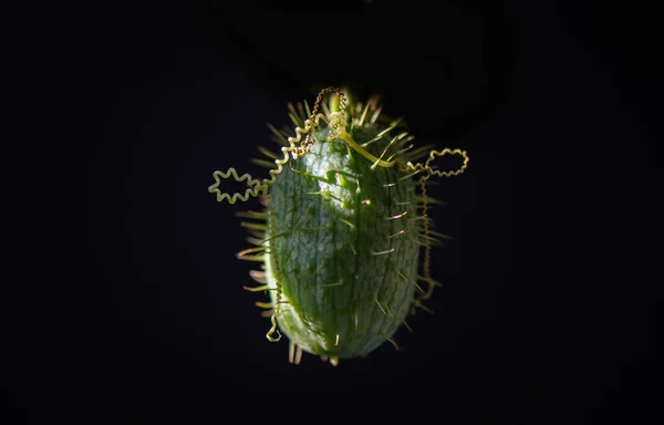 Divoká Rostlina Echinocystis Makrofotografie — Stock fotografie