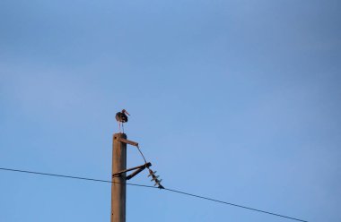Nadir olarak korunan siyah leylek