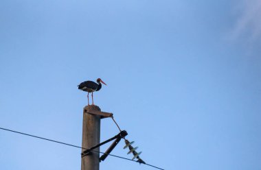 Nadir olarak korunan siyah leylek