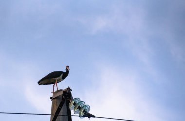 Nadir olarak korunan siyah leylek