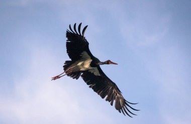 Nadir olarak korunan siyah leylek