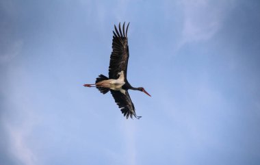 Nadir olarak korunan siyah leylek