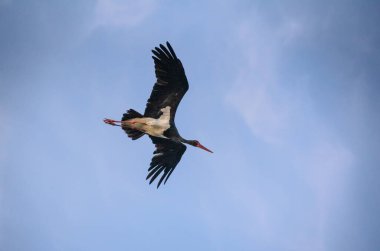 Nadir olarak korunan siyah leylek