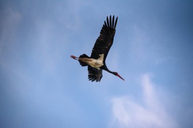 Nadir olarak korunan siyah leylek