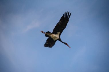 Nadir olarak korunan siyah leylek