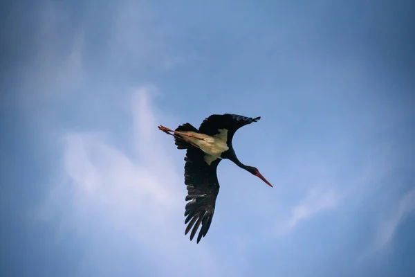 Rare Legally Protected Black Stork — Stock Photo, Image