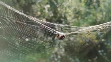 Güneş örümceğin ağında oynuyor