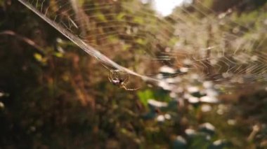 Güneş örümceğin ağında oynuyor