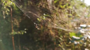 Güneş örümceğin ağında oynuyor