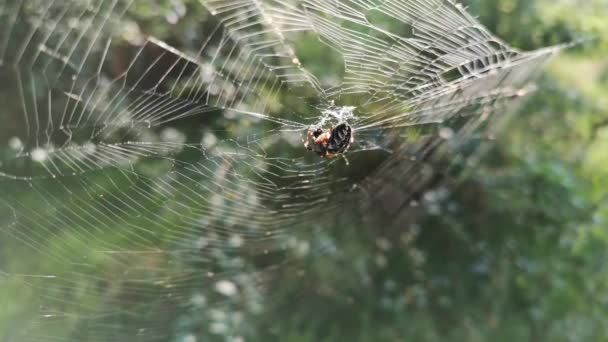 Soleil Joue Sur Toile Araignée — Video