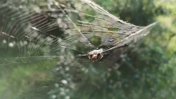 太陽はクモの巣で遊ぶ — ストック動画