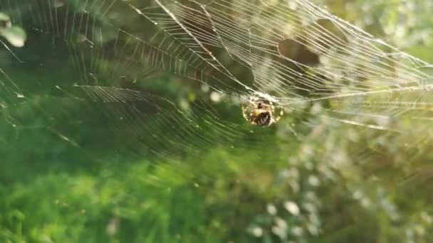 太陽はクモの巣で遊ぶ — ストック動画