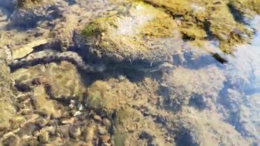 Dağ nehrinde su yılanı