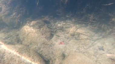 Suyun altındaki dağ nehri.