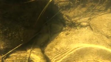 Suyun altındaki dağ nehri.