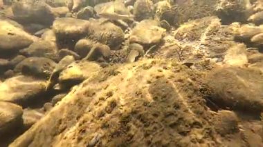 Suyun altındaki dağ nehri.