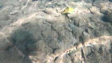 Suyun altındaki dağ nehri.