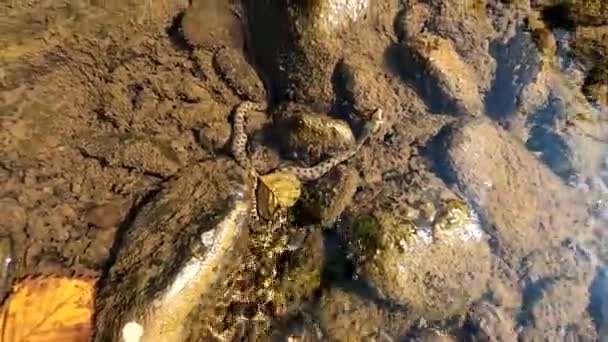 Wasserschlange Einem Gebirgsfluss — Stockvideo