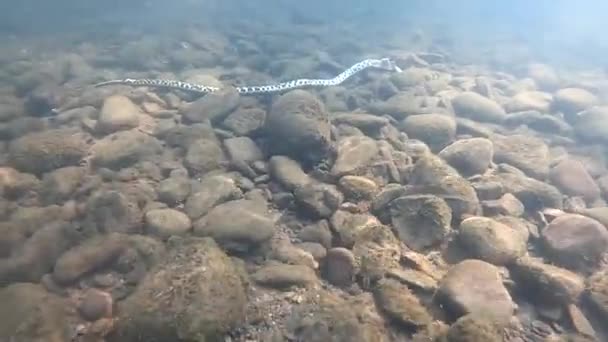 山の川で死んだ蛇 — ストック動画