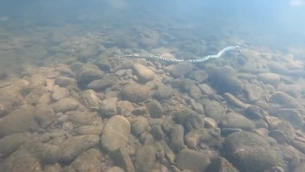 Dağ Nehrinde Ölü Bir Yılan — Stok video