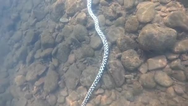 Serpent Mort Eau Dans Une Rivière Montagne — Video