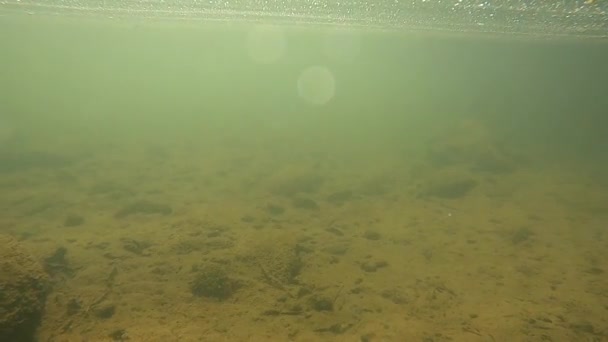 Rivière Montagne Sous Eau Tir — Video