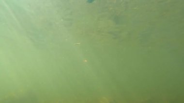 Suyun altındaki dağ nehri.