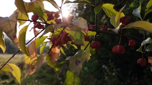 Fructe Strălucitoare Ale Copacului Sălbatic — Videoclip de stoc