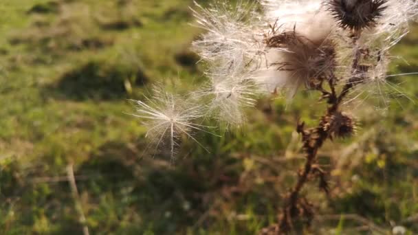 Semillas Plantas Silvestres Espinosas — Vídeo de stock