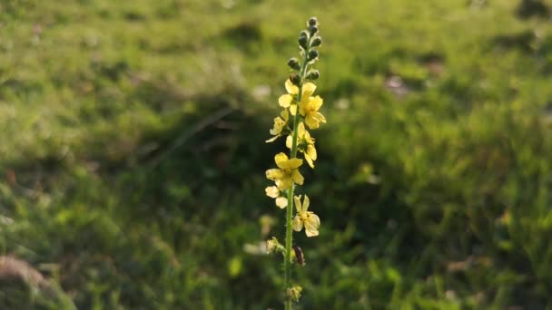 Bloeiende Veld Herfst Bloem — Stockvideo