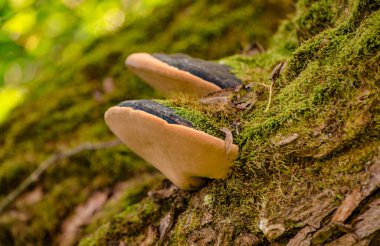Chaga Ailesi başlıklı manzara 