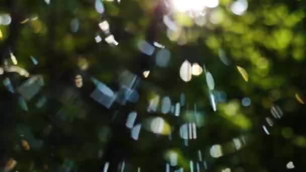 Sun Plays Spider Web — Stock Video