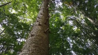 Karpatların dağ ormanlarında büyük bir çam ağacı.