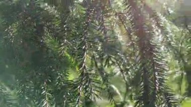 Dağ ladin dalları güneşte