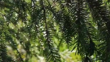 Dağ ladin dalları güneşte