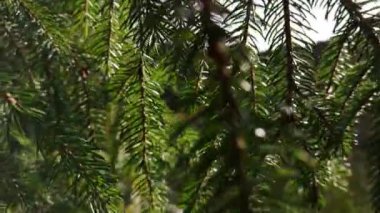 Dağ ladin dalları güneşte