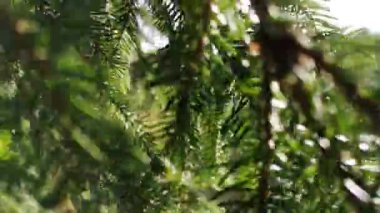 Dağ ladin dalları güneşte