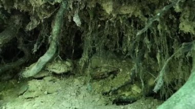 Bir kayanın üzerindeki dev bir ağacın kökleri