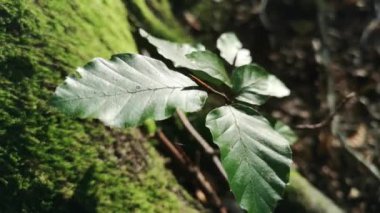 Genç kayın yaprakları Karpatlar 'da