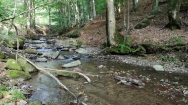 Dağlık bir ormanda fırtınalı bir dere