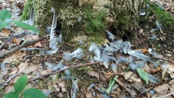 Blaue Federn Der Beute Wald — Stockvideo