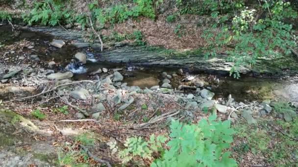 Fluxo Tempestuoso Uma Floresta Montanha — Vídeo de Stock